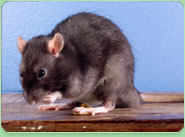 rat control Chatteris