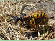 wasp control Chatteris